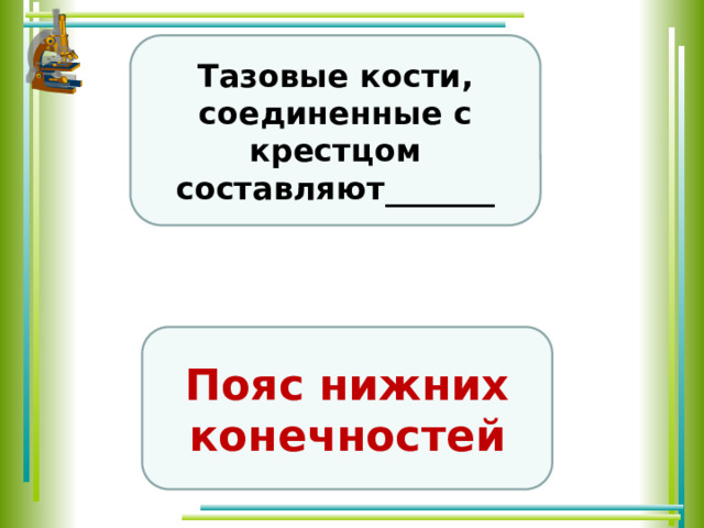 Тазовые кости, соединенные с крестцом составляют_______ Пояс нижних конечностей 
