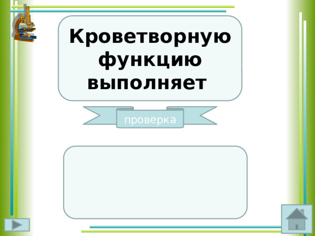 Кроветворную функцию выполняет проверка  