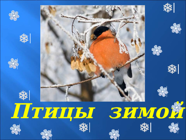 Птицы зимой 
