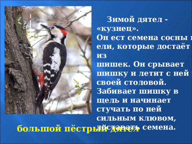  Зимой дятел - «кузнец». Он ест семена сосны и ели, которые достаёт из шишек. Он срывает шишку и летит с ней к своей столовой. Забивает шишку в щель и начинает стучать по ней сильным клювом, доставать семена.   большой пёстрый дятел 
