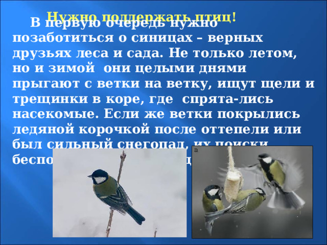 Нужно поддержать птиц!   В первую очередь нужно позаботиться о синицах – верных друзьях леса и сада. Не только летом, но и зимой они целыми днями прыгают с ветки на ветку, ищут щели и трещинки в коре, где спрята-лись насекомые. Если же ветки покрылись ледяной корочкой после оттепели или был сильный снегопад, их поиски бесполезны. Нужно поддержать птиц.  
