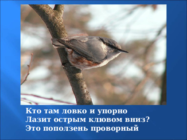 Кто там ловко и упорно Лазит острым клювом вниз? Это поползень проворный 