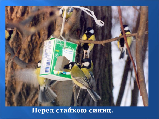 Перед стайкою синиц. 