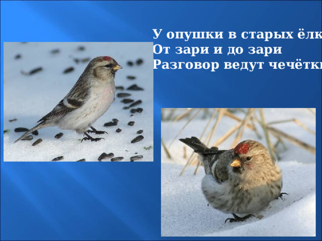 У опушки в старых ёлках От зари и до зари Разговор ведут чечётки, 