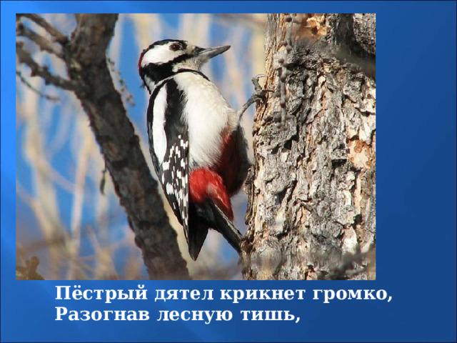 Пёстрый дятел крикнет громко, Разогнав лесную тишь, 