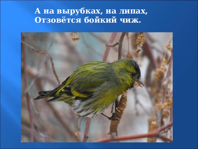 А на вырубках, на липах, Отзовётся бойкий чиж. 