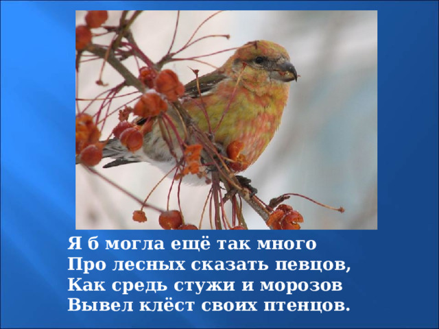 Я б могла ещё так много Про лесных сказать певцов, Как средь стужи и морозов Вывел клёст своих птенцов. 