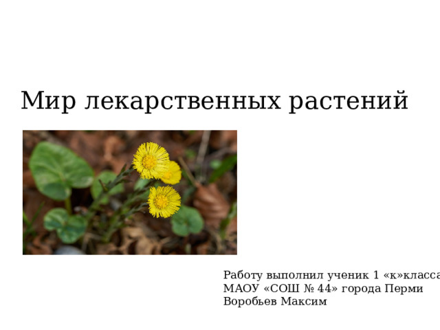 Мир лекарственных растений Работу выполнил ученик 1 «к»класса МАОУ «СОШ № 44» города Перми Воробьев Максим 