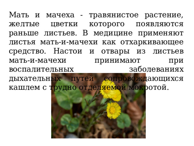 Мать и мачеха - травянистое растение, желтые цветки которого появляются раньше листьев. В медицине применяют листья мать-и-мачехи как отхаркивающее средство. Настои и отвары из листьев мать-и-мачехи принимают при воспалительных заболеваниях дыхательных путей сопровождающихся кашлем с трудно отделяемой мокротой. 