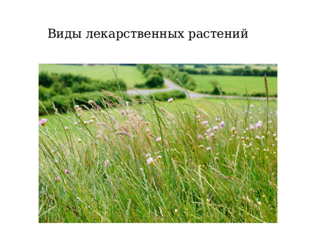 Виды лекарственных растений 