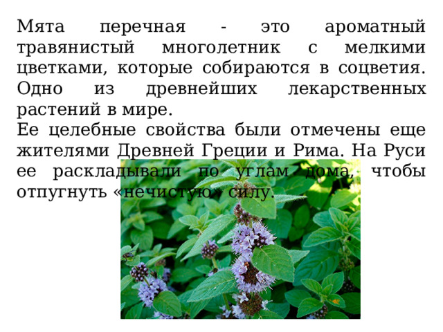 Мята перечная - это ароматный травянистый многолетник с мелкими цветками, которые собираются в соцветия. Одно из древнейших лекарственных растений в мире. Ее целебные свойства были отмечены еще жителями Древней Греции и Рима. На Руси ее раскладывали по углам дома, чтобы отпугнуть «нечистую» силу. 