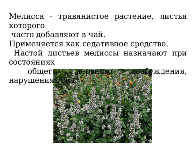 Мелисса - травянистое растение, листья которого  часто добавляют в чай. Применяется как седативное средство.  Настой листьев мелиссы назначают при состояниях  общего нервного возбуждения, нарушениях сна. 