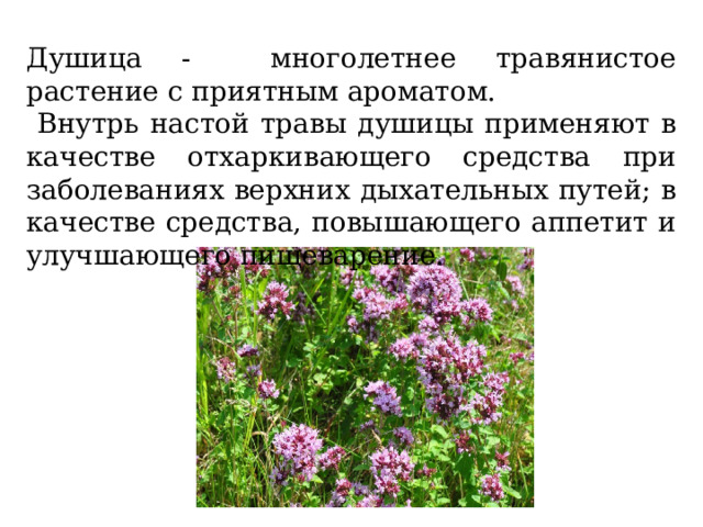 Душица - многолетнее травянистое растение с приятным ароматом.  Внутрь настой травы душицы применяют в качестве отхаркивающего средства при заболеваниях верхних дыхательных путей; в качестве средства, повышающего аппетит и улучшающего пищеварение. 