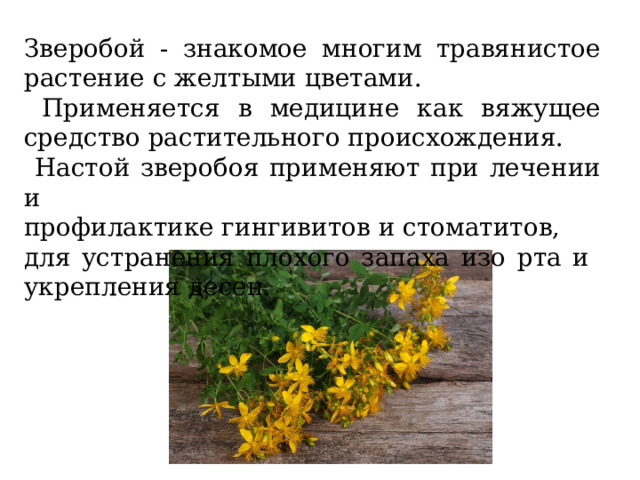 Зверобой - знакомое многим травянистое растение с желтыми цветами.  Применяется в медицине как вяжущее средство растительного происхождения.  Настой зверобоя применяют при лечении и профилактике гингивитов и стоматитов, для устранения плохого запаха изо рта и укрепления десен. 