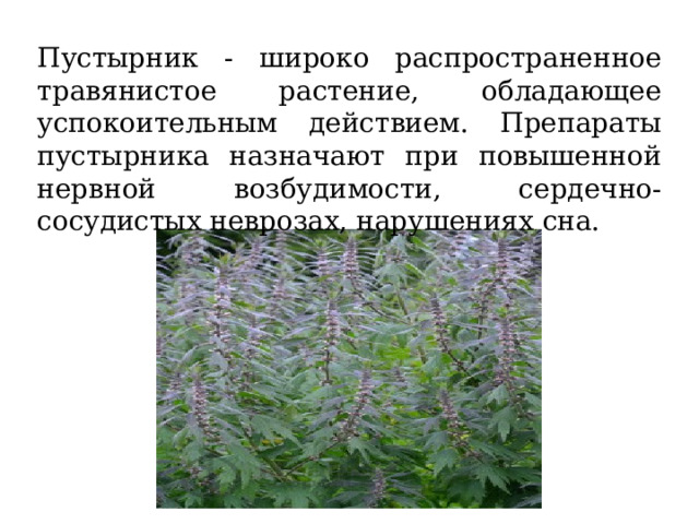 Пустырник - широко распространенное травянистое растение, обладающее успокоительным действием. Препараты пустырника назначают при повышенной нервной возбудимости, сердечно-сосудистых неврозах, нарушениях сна. 