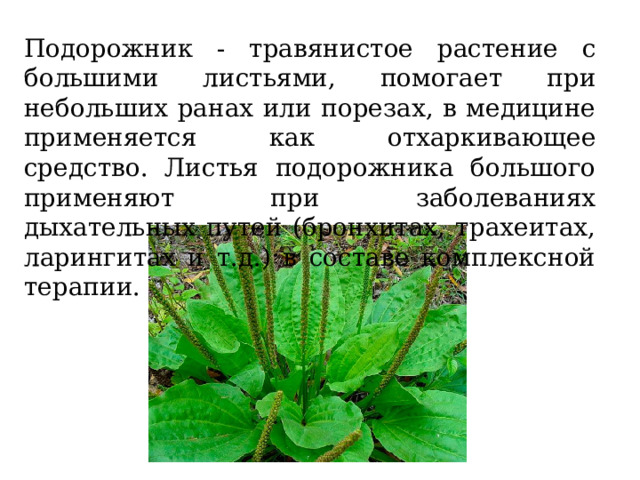 Подорожник - травянистое растение с большими листьями, помогает при небольших ранах или порезах, в медицине применяется как отхаркивающее средство. Листья подорожника большого применяют при заболеваниях дыхательных путей (бронхитах, трахеитах, ларингитах и т.д.) в составе комплексной терапии. 