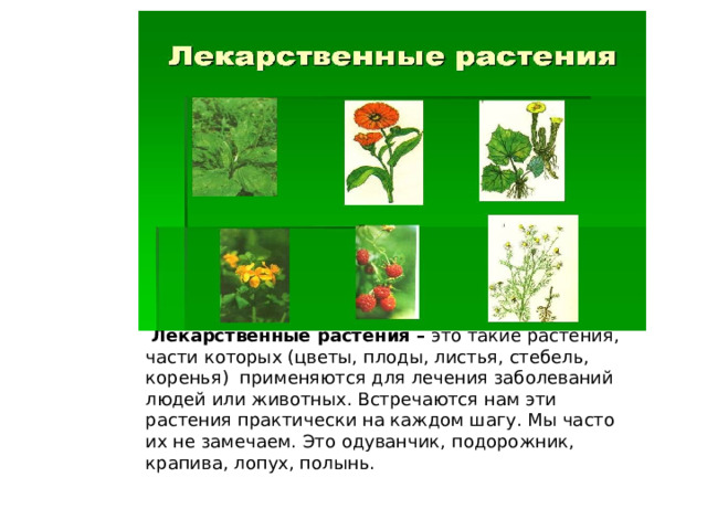  Лекарственные растения –  это такие растения, части которых (цветы, плоды, листья, стебель, коренья)  применяются для лечения заболеваний людей или животных. Встречаются нам эти растения практически на каждом шагу. Мы часто их не замечаем. Это одуванчик, подорожник, крапива, лопух, полынь.   