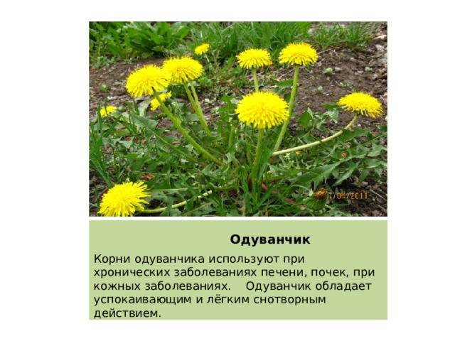  Одуванчик Корни одуванчика используют при хронических заболеваниях печени, почек, при кожных заболеваниях. Одуванчик обладает успокаивающим и лёгким снотворным действием. 
