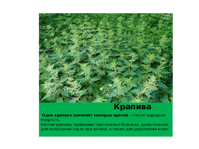  Крапива   Одна крапива заменяет семерых врачей  – гласит народная мудрость. Настои крапивы применяют при кожных болезнях, кровотечении, для полоскания горла при ангине, а также для укрепления волос. 