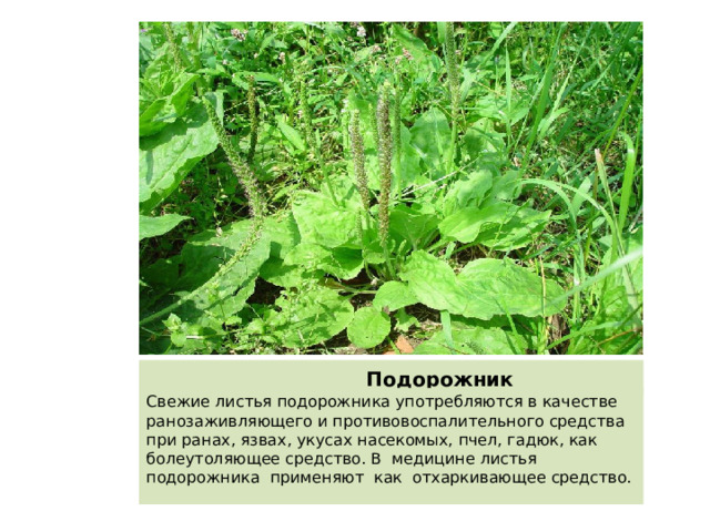  Подорожник Свежие листья подорожника употребляются в качестве ранозаживляющего и противовоспалительного средства при ранах, язвах, укусах насекомых, пчел, гадюк, как болеутоляющее средство. В медицине листья подорожника применяют как отхаркивающее средство. 