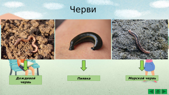Черви Дождевой червь Морской червь Пиявка 