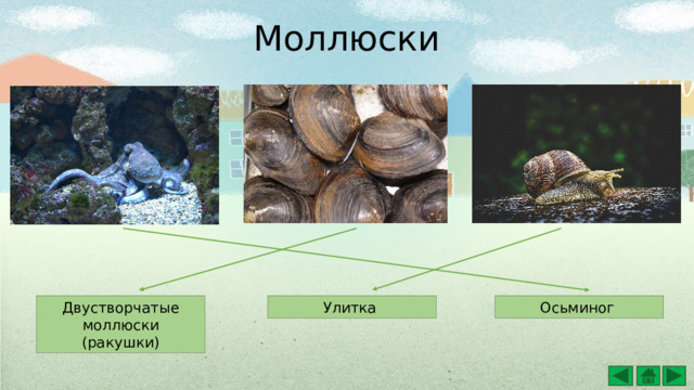 Моллюски Двустворчатые моллюски (ракушки) Осьминог Улитка 