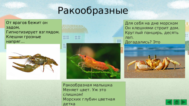 Ракообразные От врагов бежит он задом, Гипнотизирует взглядом. Клешни грозные напряг… Кто такой серьёзный? … Для себя на дне морском  Он клешнями строит дом.  Круглый панцирь, десять лап.  Догадались? Это Ракообразная малышка  Меняет цвет. Уж это слишком!  Морских глубин цветная детка  Та симпатичная 