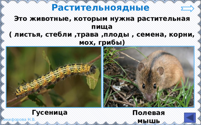 Растительноядные Это животные, которым нужна растительная пища ( листья, стебли ,трава ,плоды , семена, корни, мох, грибы) Гусеница Полевая мышь 