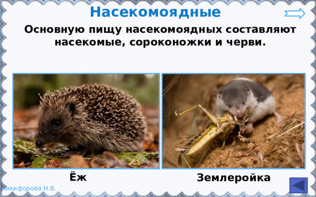 Насекомоядные Основную пищу насекомоядных составляют насекомые, сороконожки и черви. Ёж Землеройка 