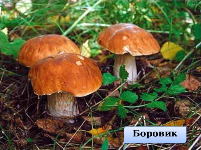 Боровик  
