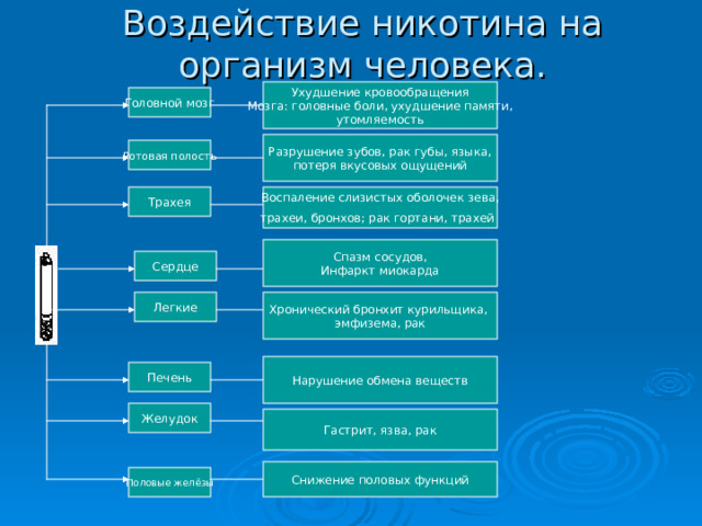 Воздействие никотина на организм человека. Ухудшение кровообращения Мозга: головные боли, ухудшение памяти, утомляемость Головной мозг Разрушение зубов, рак губы, языка, потеря вкусовых ощущений Ротовая полость Воспаление слизистых оболочек зева, трахеи, бронхов; рак гортани, трахей  Трахея Спазм сосудов, Инфаркт миокарда Сердце Хронический бронхит курильщика, эмфизема, рак Легкие Нарушение обмена веществ Печень Желудок Гастрит, язва, рак Снижение половых функций Половые желёзы 