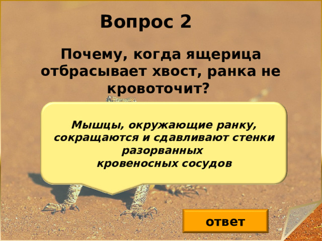 Вопрос 2 Почему, когда ящерица отбрасывает хвост, ранка не кровоточит? Мышцы, окружающие ранку, сокращаются и сдавливают стенки разорванных кровеносных сосудов ответ 3 