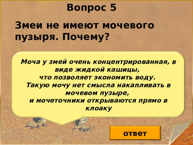 Вопрос 5 Змеи не имеют мочевого пузыря. Почему? Моча у змей очень концентрированная, в виде жидкой кашицы, что позволяет экономить воду. Такую мочу нет смысла накапливать в мочевом пузыре, и мочеточники открываются прямо в клоаку ответ 6 