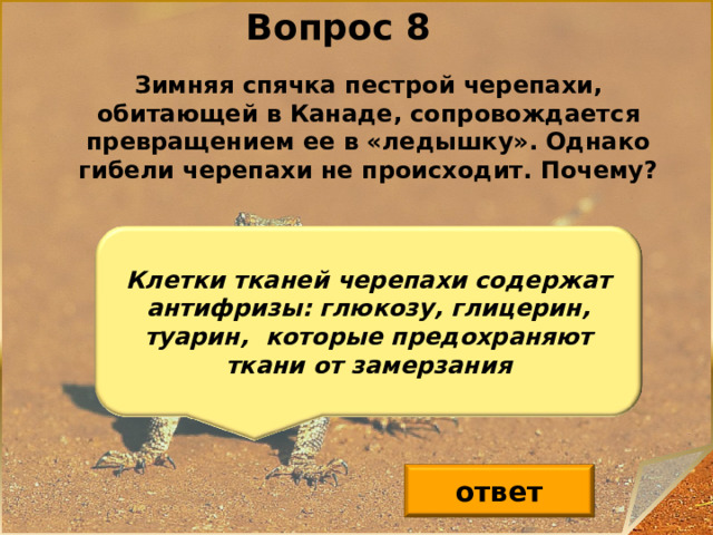Вопрос 8 Зимняя спячка пестрой черепахи, обитающей в Канаде, сопровождается превращением ее в «ледышку». Однако гибели черепахи не происходит. Почему? Клетки тканей черепахи содержат антифризы: глюкозу, глицерин, туарин, которые предохраняют ткани от замерзания ответ 9 