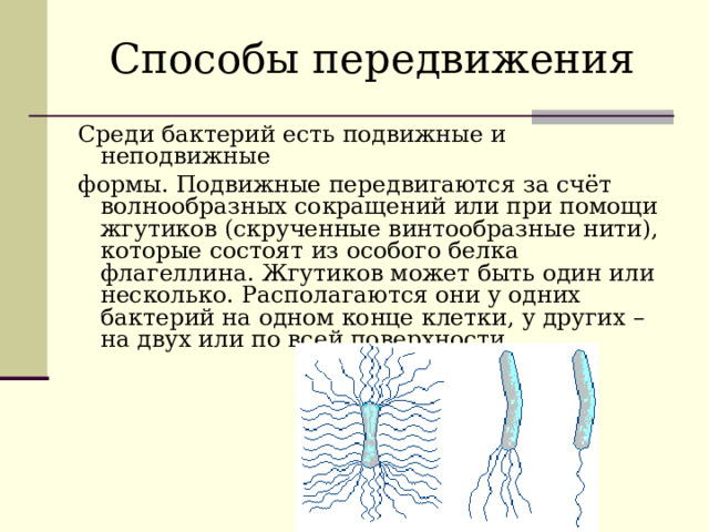 Способы передвижения  Среди бактерий есть подвижные и неподвижные формы. Подвижные передвигаются за счёт волнообразных сокращений или при помощи жгутиков (скрученные винтообразные нити), которые состоят из особого белка флагеллина. Жгутиков может быть один или несколько. Располагаются они у одних бактерий на одном конце клетки, у других – на двух или по всей поверхности. 