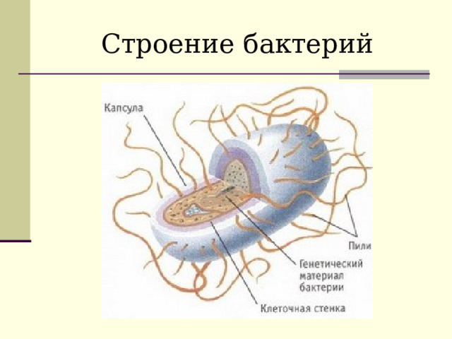 Строение бактерий 