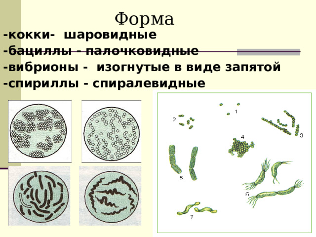  Форма -кокки- шаровидные -бациллы - палочковидные -вибрионы - изогнутые в виде запятой -спириллы - спиралевидные 