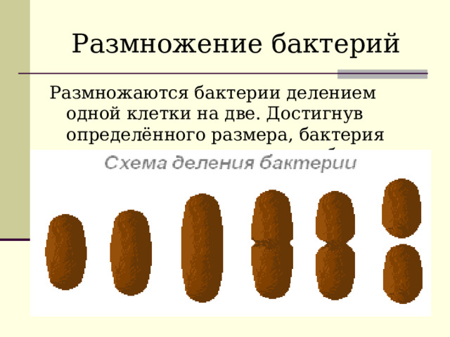 Размножение бактерий Размножаются бактерии делением одной клетки на две. Достигнув определённого размера, бактерия делится на две одинаковые бактерии . 