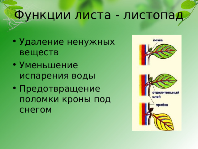 Функции листа - листопад Удаление ненужных веществ Уменьшение испарения воды Предотвращение поломки кроны под снегом 