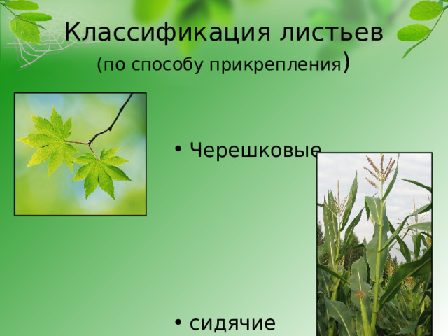 Классификация листьев  (по способу прикрепления ) Черешковые     сидячие 