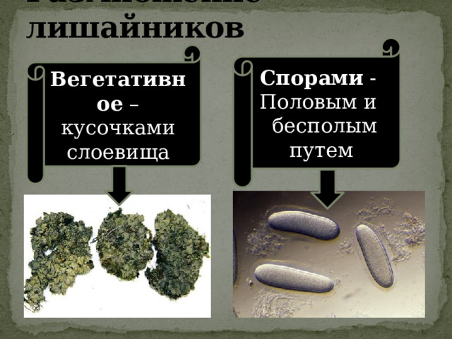 Размножение лишайников Спорами - Половым и  бесполым путем Вегетативное – кусочками слоевища 