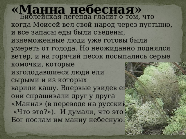 «Манна небесная»  Библейская легенда гласит о том, что когда Моисей вел свой народ через пустыню, и все запасы еды были съедены, изнеможенные люди уже готовы были умереть от голода. Но неожиданно поднялся ветер, и на горячий песок посыпались серые комочки, которые изголодавшиеся люди ели сырыми и из которых варили кашу. Впервые увидев его они спрашивали друг у друга «Манна» (в переводе на русский –  «Что это?»).  И думали, что это Бог послам им манну небесную. 