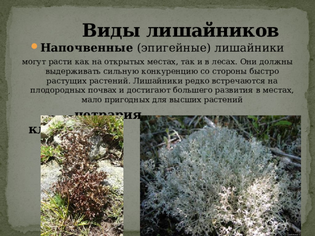 Виды лишайников Напочвенные (эпигейные) лишайники могут расти как на открытых местах, так и в лесах. Они должны выдерживать сильную конкуренцию со стороны быстро растущих растений. Лишайники редко встречаются на плодородных почвах и достигают большего развития в местах, мало пригодных для высших растений  цетрария кладония 