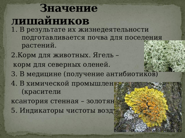  Значение лишайников 1. В результате их жизнедеятельности подготавливается почва для поселения растений. 2.Корм для животных. Ягель –  корм для северных оленей. 3. В медицине (получение антибиотиков) 4. В химической промышленности (красители ксантория стенная – золотянка) 5. Индикаторы чистоты воздуха. 