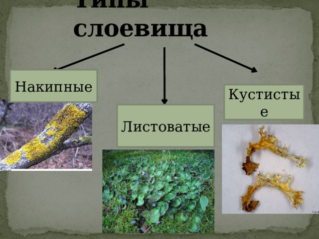 Типы слоевища Накипные Кустистые Листоватые 