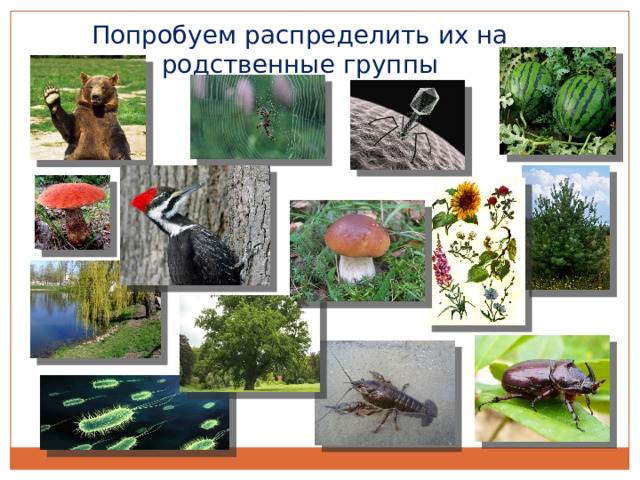 Попробуем распределить их на родственные группы 