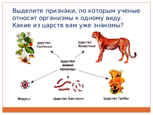 Выделите признаки, по которым ученые относят организмы к одному виду. Какие из царств вам уже знакомы? 