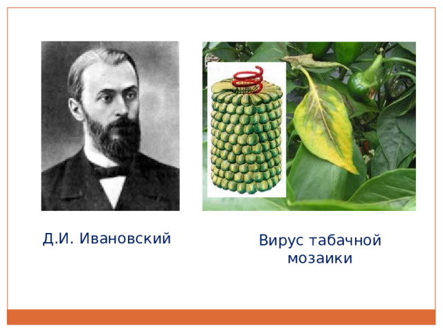 Д.И. Ивановский Вирус табачной мозаики 