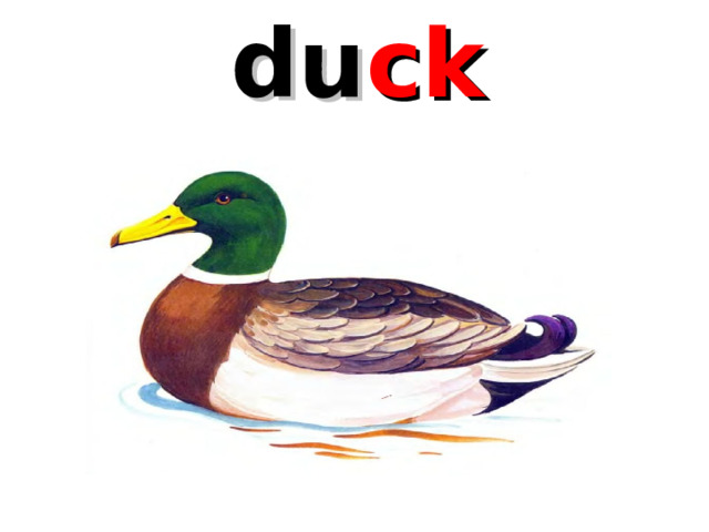 du ck 