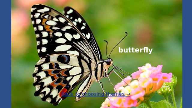 butterfly Back to choosing themes →  